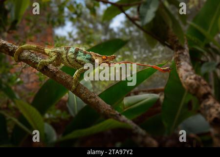 Caccia al camaleonte di Parson - Chamaeleo (Calumma) parsonii grande specie verde di camaleonte in Chamaeleonidae endemica della foresta primaria umida a pasqua Foto Stock
