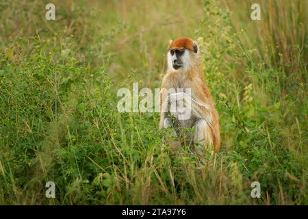 Scimmia patas comune - Erythrocebus patas anche scimmia ussara, scimmia che dimora al suolo distribuita nell'Africa occidentale e orientale, stare in piedi e guardia sulla tr Foto Stock