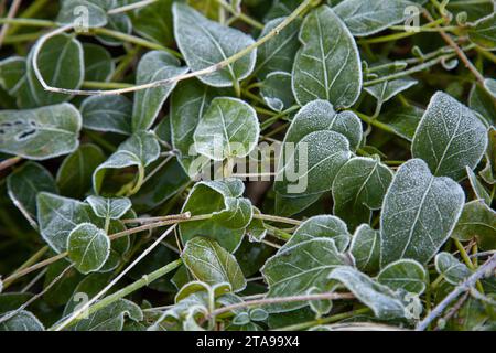 erba verde in ghiaccio Foto Stock