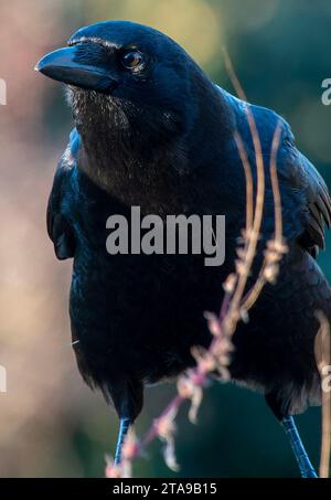 Un bellissimo uccello nero arriva sul ponte Foto Stock