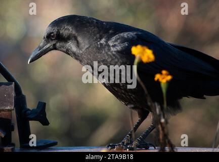 Un bellissimo uccello nero arriva sul ponte Foto Stock