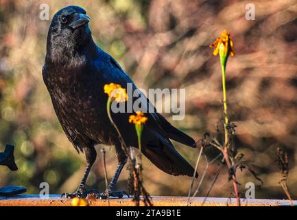 Un bellissimo uccello nero arriva sul ponte Foto Stock