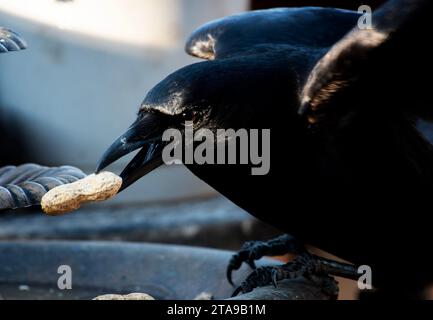 Un bellissimo uccello nero arriva sul ponte Foto Stock