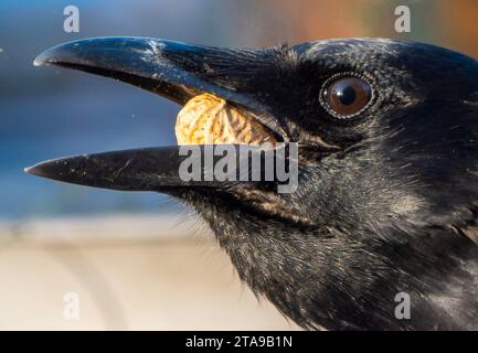 Un bellissimo uccello nero arriva sul ponte Foto Stock