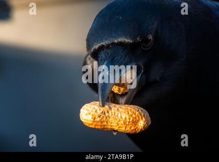 Un bellissimo uccello nero arriva sul ponte Foto Stock