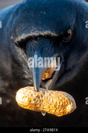 Un bellissimo uccello nero arriva sul ponte Foto Stock