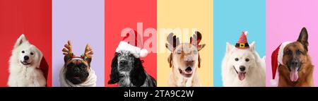 Collage natalizio con cani diversi su sfondo colorato Foto Stock