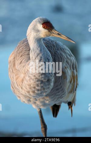 Sandhill gru, George C Reifel uccello migratore Santuario, British Columbia, Canada Foto Stock