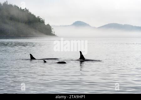 Three Orca (Orcinus orca) in tour di avvistamento delle balene, Telegraph Cove, Vancouver Island, British Columbia, Canada. Foto Stock