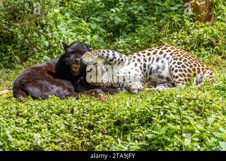 Il leopardo nero indocinese con il leopardo maculato (Panthera pardus delacouri) gioca insieme nella natura tropicale Foto Stock