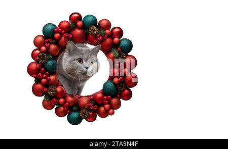 Cartolina di Capodanno con gatto che sbircia su una corona di Natale rossa brillante isolata su uno sfondo bianco. Gatto britannico nelle decorazioni natalizie con copia spac Foto Stock