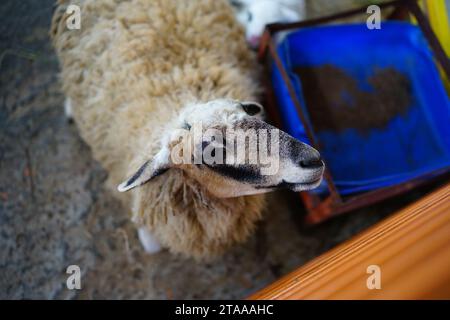 Una pecora Foto Stock