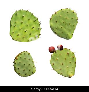 Set di tamponi per cactus Opuntia su sfondo bianco Foto Stock