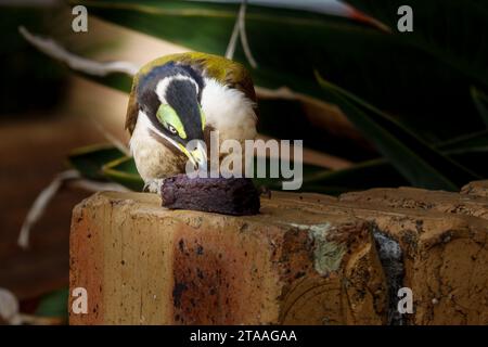 Un uccello dal volto blu che mangia una torta al cioccolato in cima alla parete urbana. Foto Stock