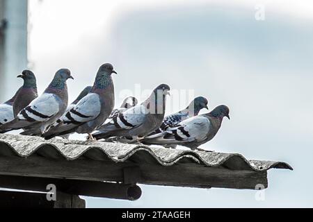 Uccelli piccioni affamati la natura si accumula seduti sul tetto vicino al ruscello di grano, da vicino. Foto Stock