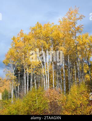 Alberi gialli in autunno nelle Cascate di Washington con tronchi dritti Foto Stock