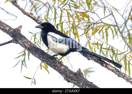 Uccello Magpie comune a Pechino in Cina Foto Stock