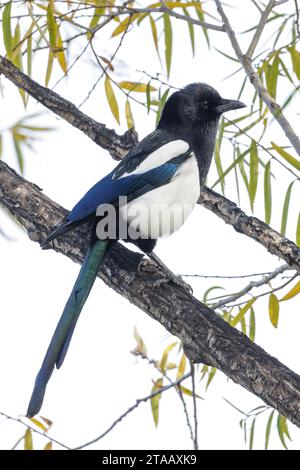 Uccello Magpie comune a Pechino in Cina Foto Stock