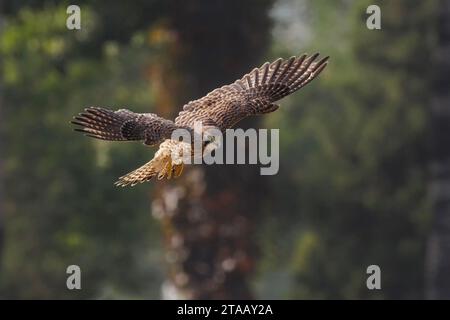 Uccello eurasiatico Kestrel a Pechino Cina Foto Stock