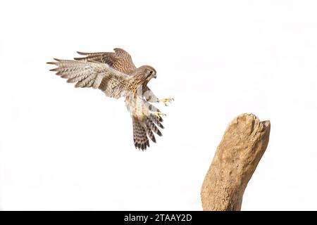 Uccello eurasiatico Kestrel a Pechino Cina Foto Stock