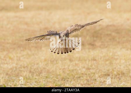 Uccello eurasiatico Kestrel a Pechino Cina Foto Stock