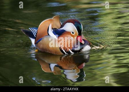 Uccello d'anatra mandarino a Pechino Cina Foto Stock