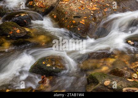 Fogliame autunnale sulle rocce del fiume Bear, Grafton Notch State Park, Maine Foto Stock