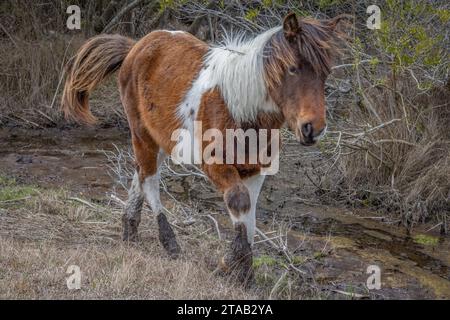 Uno dei famosi pony selvatici, Assateague Island National Seashore, Maryland Foto Stock