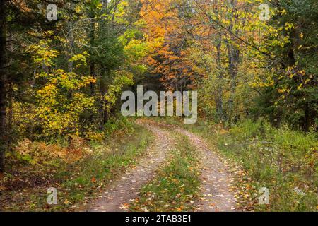 Strada sterrata che attraversa i boschi in autunno, Nicolet National Forest, Florence County, Wisconsin Foto Stock