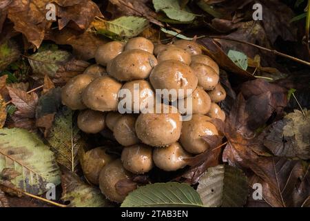 Concetti di funghi del nord-ovest del pacifico selvaggio. Foto Stock