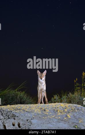 Coyote (Canis latrans) sulla duna di sabbia di notte sotto il cielo stellato, Galveston, Texas. Si ritiene che questa popolazione abbia geni di lupo rosso (Canis rufus). Foto Stock