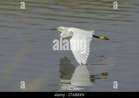 Egret innevato (Egretta thula) Yolo County California USA Foto Stock