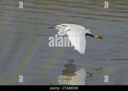 Egret innevato (Egretta thula) Yolo County California USA Foto Stock