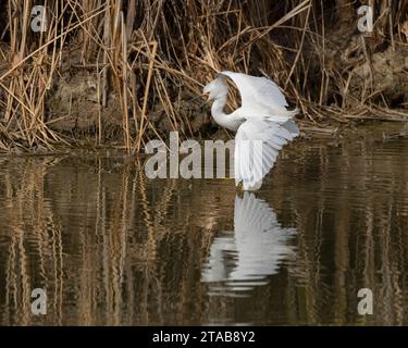 Egret innevato (Egretta thula) Yolo County California USA Foto Stock