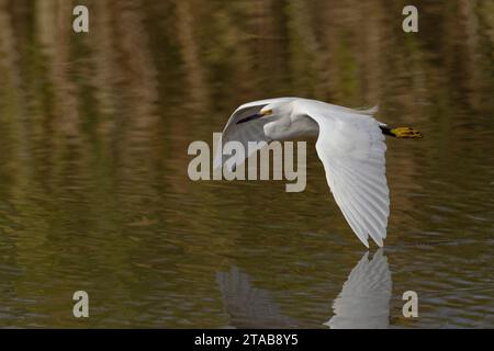 Egret innevato (Egretta thula) Yolo County California USA Foto Stock