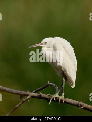 Immature Snowy Egret (Egretta thula) Yolo County California USA Foto Stock