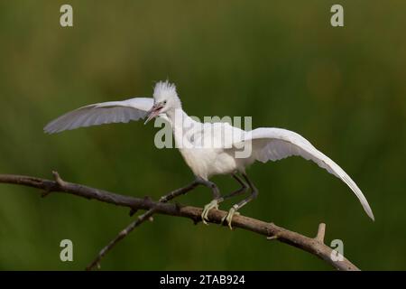 Immature Snowy Egret (Egretta thula) Yolo County California USA Foto Stock