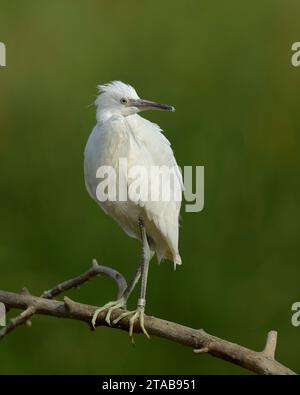 Immature Snowy Egret (Egretta thula) Yolo County California USA Foto Stock