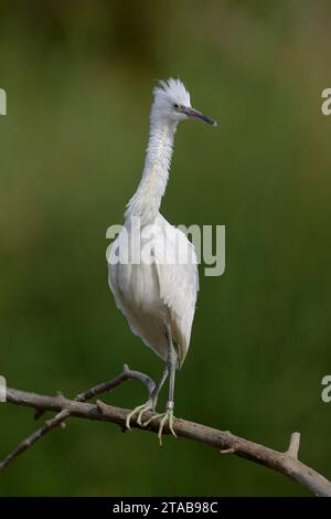 Immature Snowy Egret (Egretta thula) Yolo County California USA Foto Stock