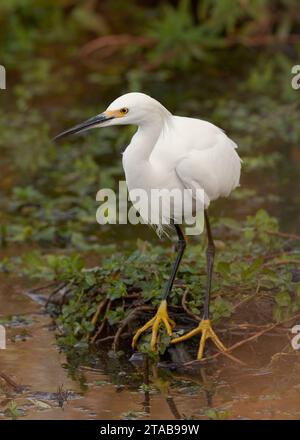 Egret innevato (Egretta thula) Yolo County California USA Foto Stock