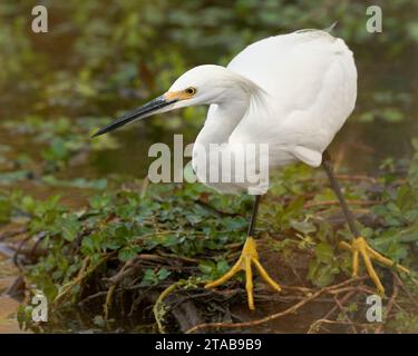 Egret innevato (Egretta thula) Yolo County California USA Foto Stock