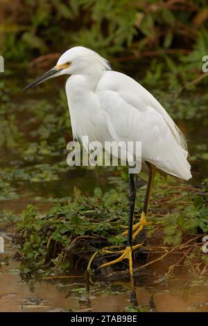 Egret innevato (Egretta thula) Yolo County California USA Foto Stock