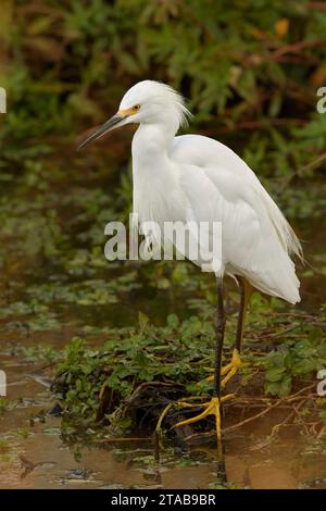 Egret innevato (Egretta thula) Yolo County California USA Foto Stock