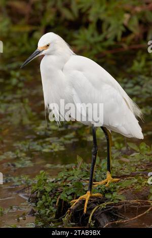 Egret innevato (Egretta thula) Yolo County California USA Foto Stock