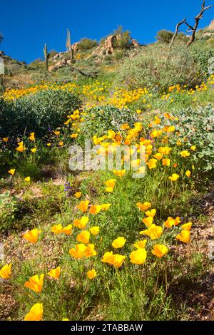 Papaveri messicano al di sopra del serbatoio Barlett, Tonto National Forest, Arizona Foto Stock