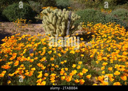 Papaveri messicano al di sopra del serbatoio Barlett, Tonto National Forest, Arizona Foto Stock