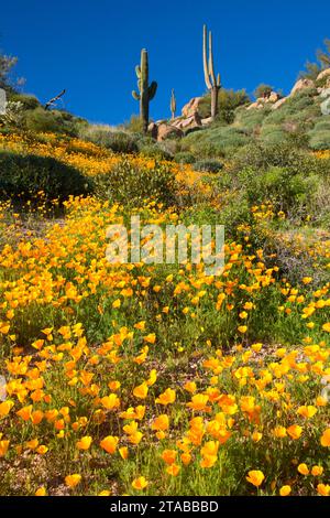 Papaveri messicano al di sopra del serbatoio Barlett, Tonto National Forest, Arizona Foto Stock