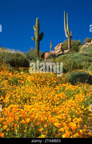 Papaveri messicano al di sopra del serbatoio Barlett, Tonto National Forest, Arizona Foto Stock