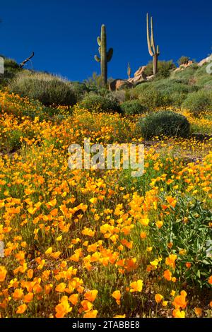 Papaveri messicano al di sopra del serbatoio Barlett, Tonto National Forest, Arizona Foto Stock