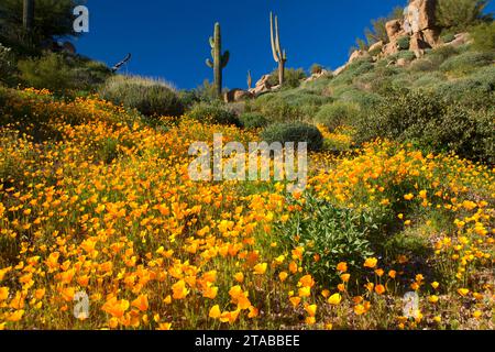 Papaveri messicano al di sopra del serbatoio Barlett, Tonto National Forest, Arizona Foto Stock